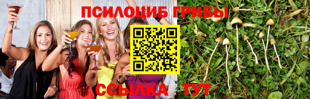 Псилоцибиновые грибы Cubensis Владикавказ